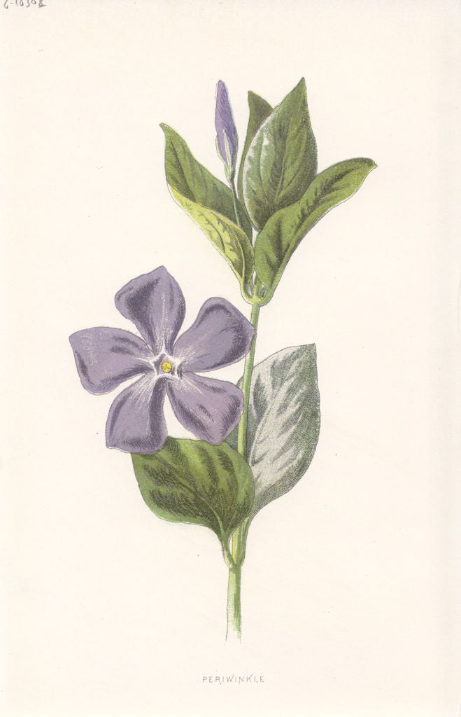 FLOWERS. Periwinkle c1895 old antique vintage print picture